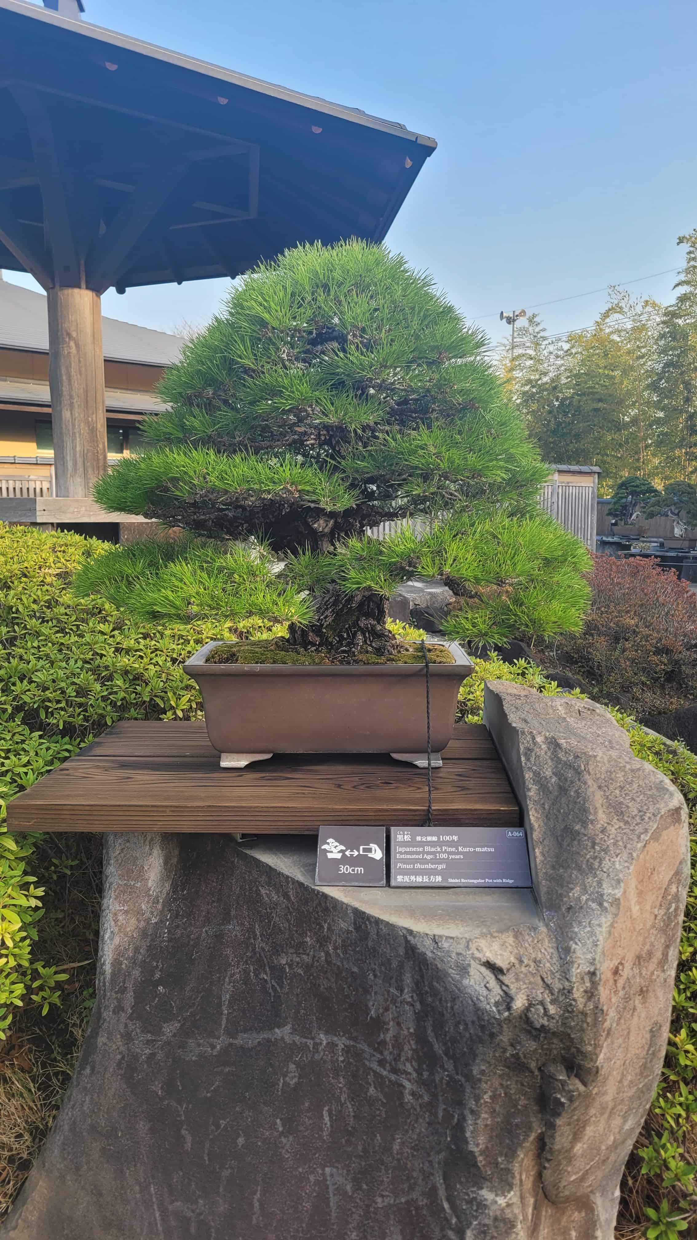 A pine bonsai tree from omiya museum in Japan